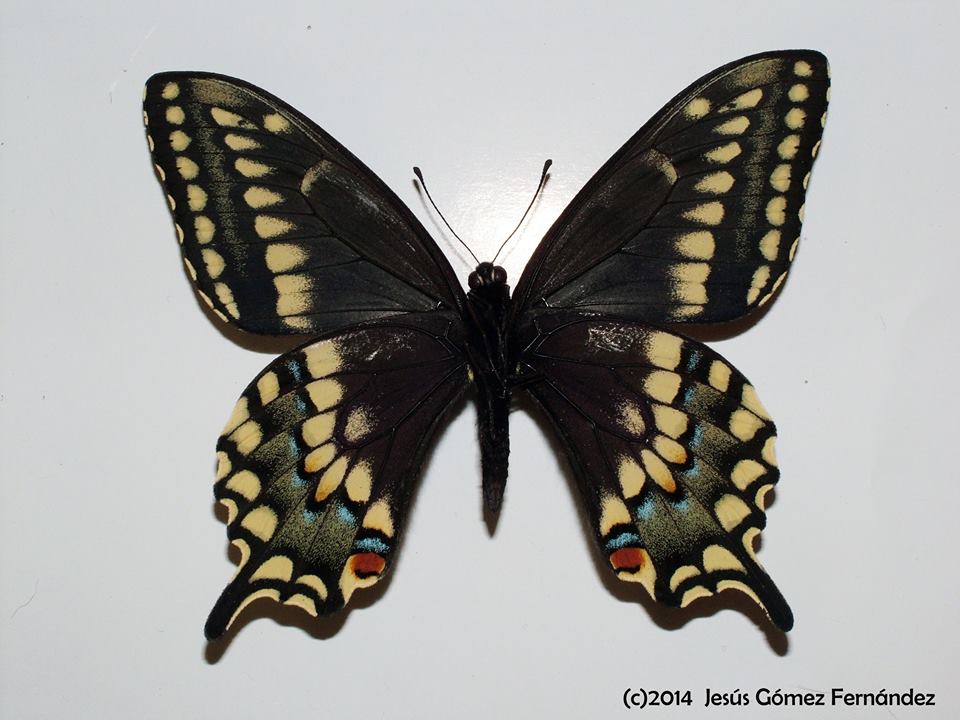 Papilio machaon x polyxenes hybrid male (verso, machaon male, Goteborg Sweden, asterius fem, Wyandotte, Michigan) (Internet Image property of respective owner, non-commercial use only)